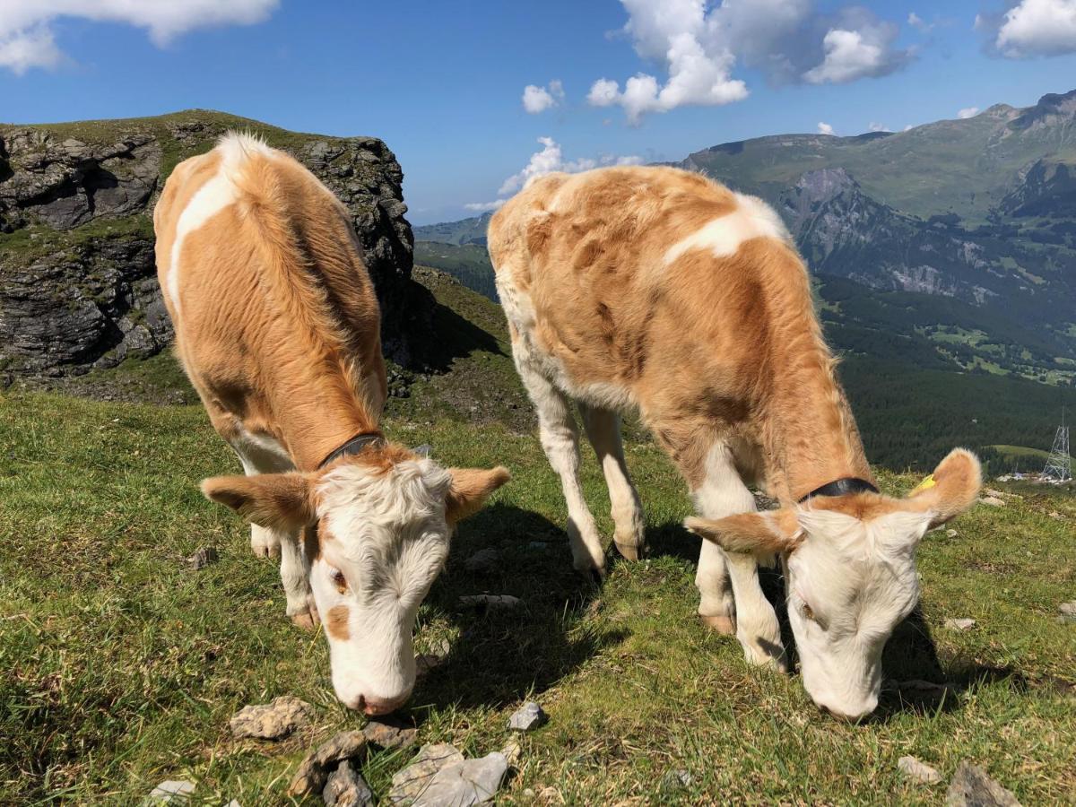 Chalet Sunneblick Grindelwald Kültér fotó