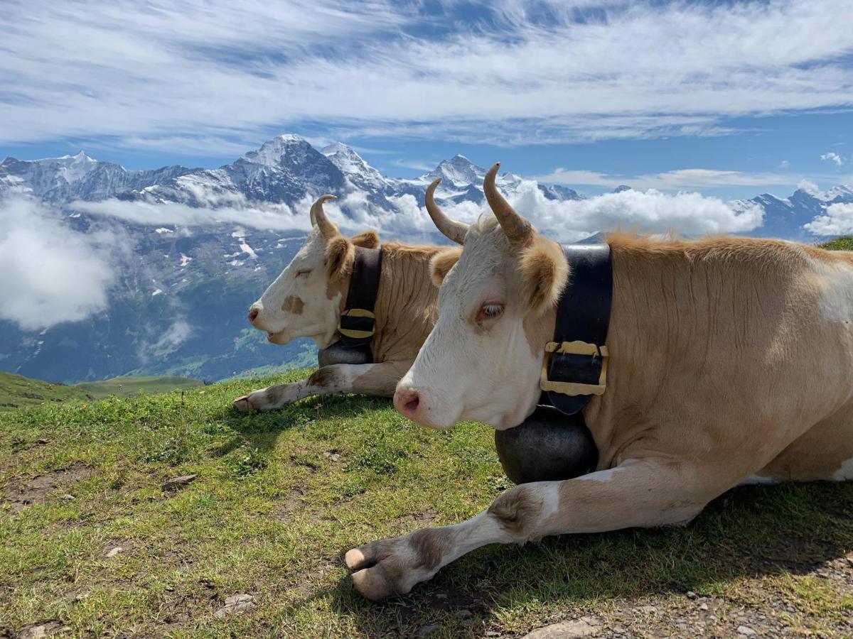 Chalet Sunneblick Grindelwald Kültér fotó